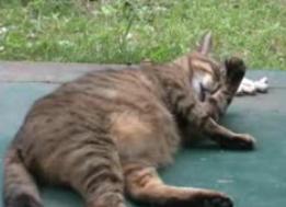 �}���V�����Y���7